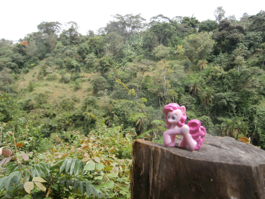 Pinkie Pie in the forest