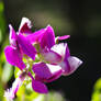 polygala myrtifolia