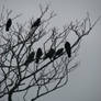 Crows