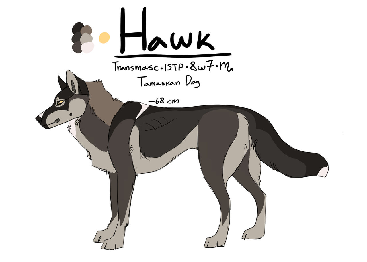 Hawk Ref Base Hawk Reference Sheet by mochiwolfie1 on DeviantArt