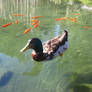 Duck 1