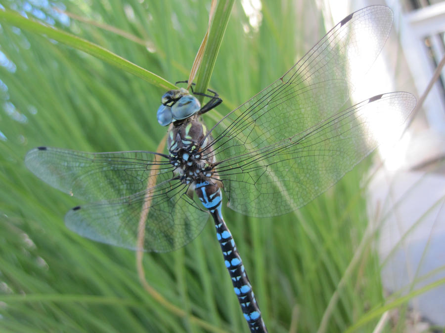 Dragonfly 4