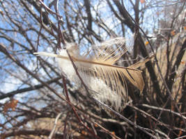 Feather and Bush