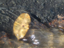 Underwater Leaf