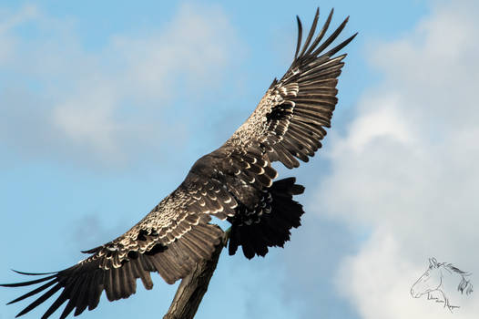 Ruppell's vulture