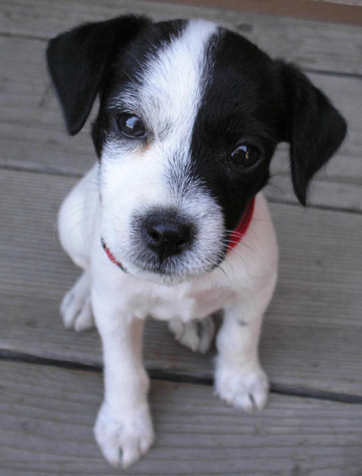 Jack Russell Terrier 002