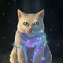 Cat with Christmas lights