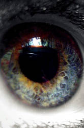 Eye