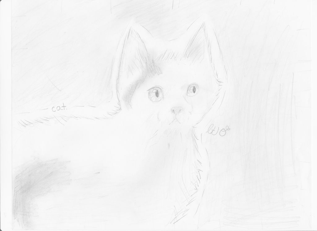 RL cat picture (Old brightheart) by littletea10 on DeviantArt