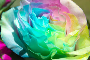 Unicorn Rose