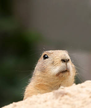 prairie dog