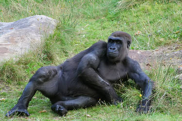 Gorilla