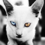 Lion by GreatNemo