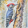 Woodpecker