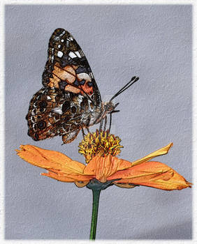 Butterfly sitting on flower