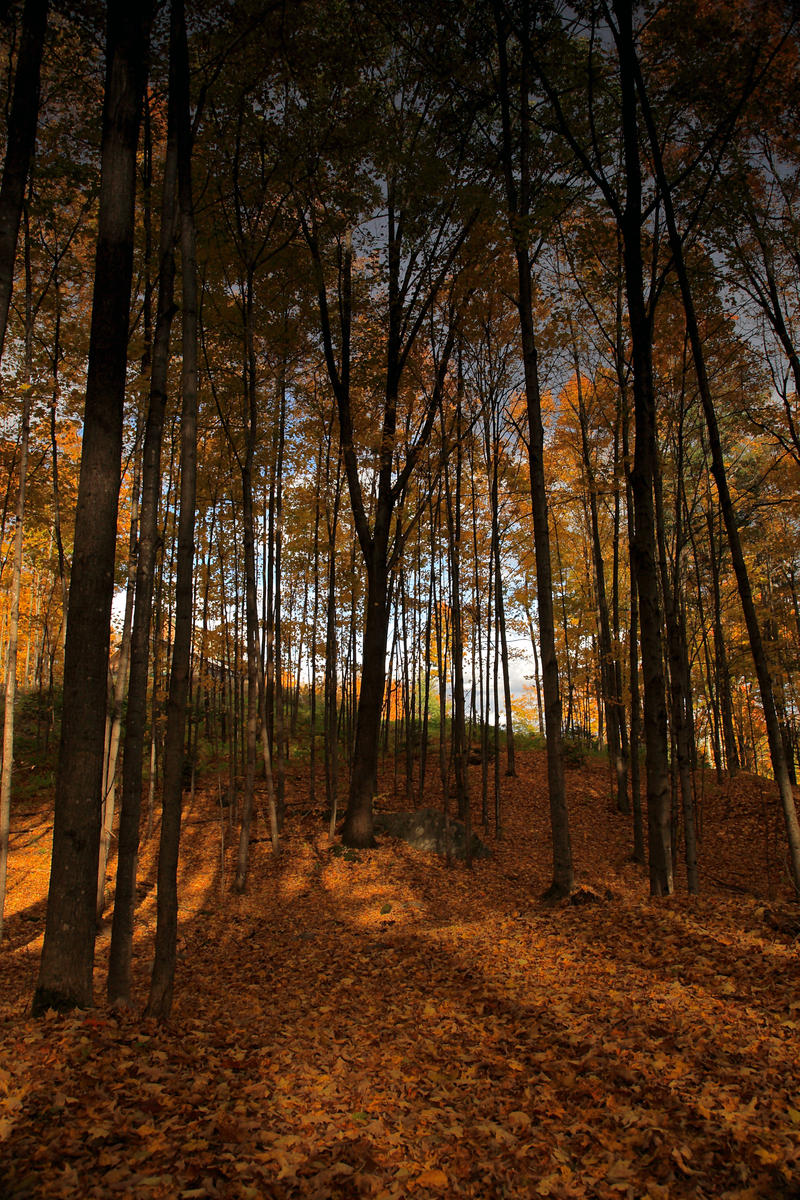 Autumn Woods