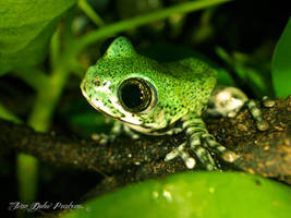 Leptopelis Vermiculatus