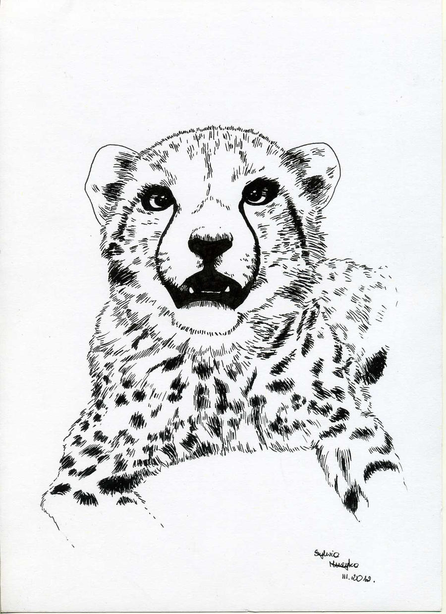 young cheetah