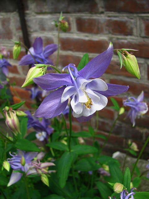 Aquilegia hybrida 3