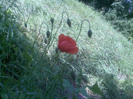 coquelicot in french