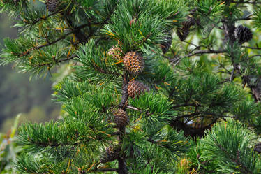 Warm Pinecones