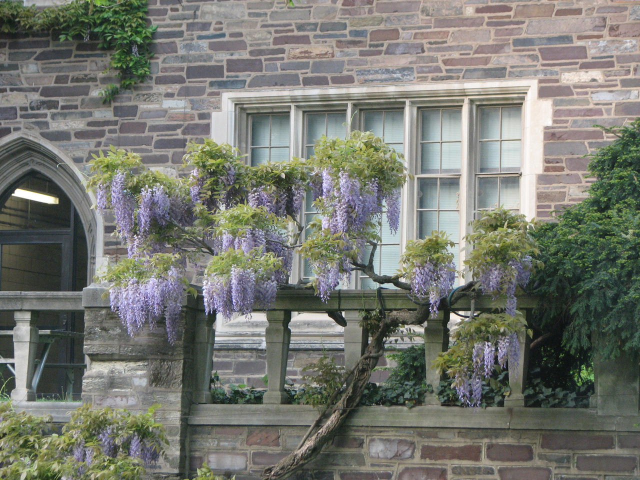 The Wisteria Building by bethchan on DeviantArt