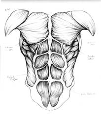 Muscles of the Trunk by OuchIllustrates