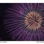 Fireworks: Dandelion