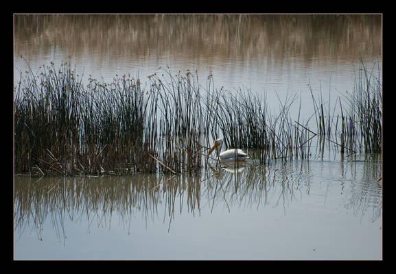 Pelican in the Reeds