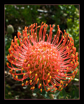 Arboretum: Spike Ball