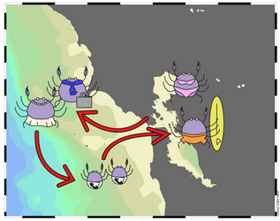 Life cycle of Dungeness Crab