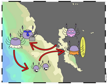 Life cycle of Dungeness Crab