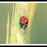 ladybug