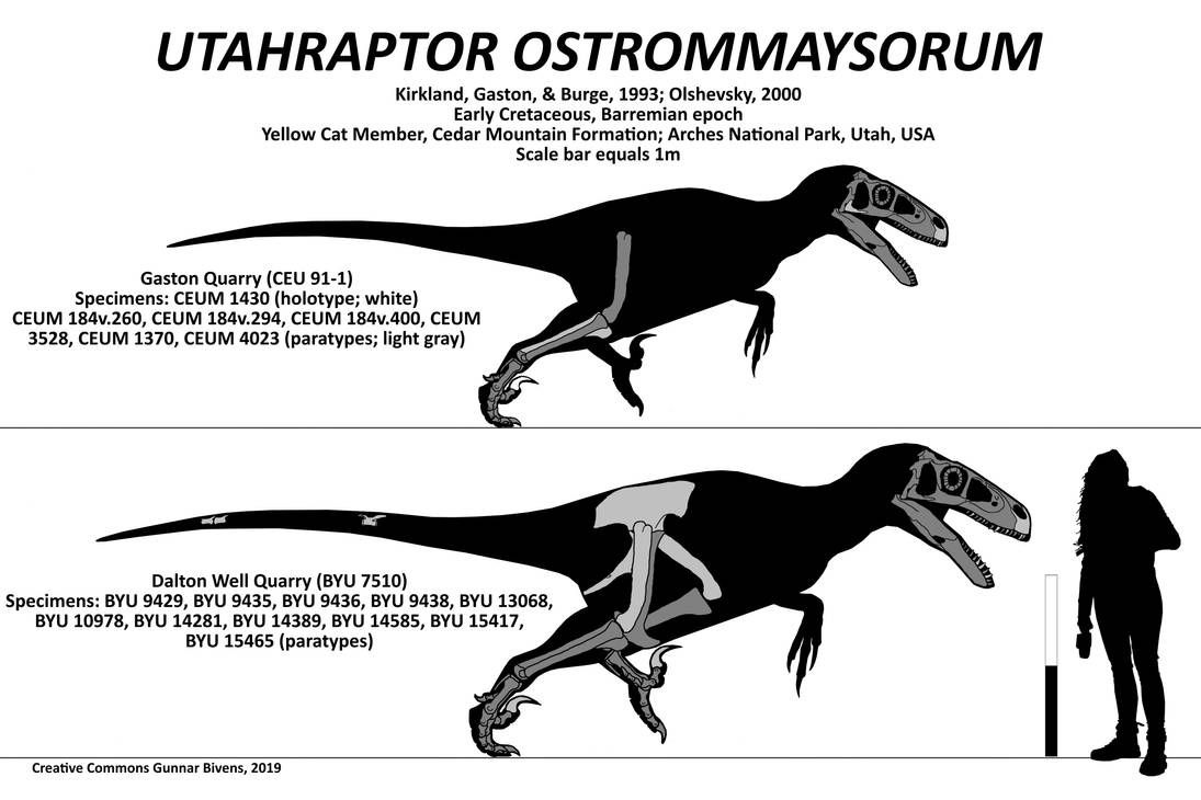 Utah Raptor Body Base Different specimens of The Utahraptor by Chimalithetemale on DeviantArt