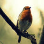 Redbreast