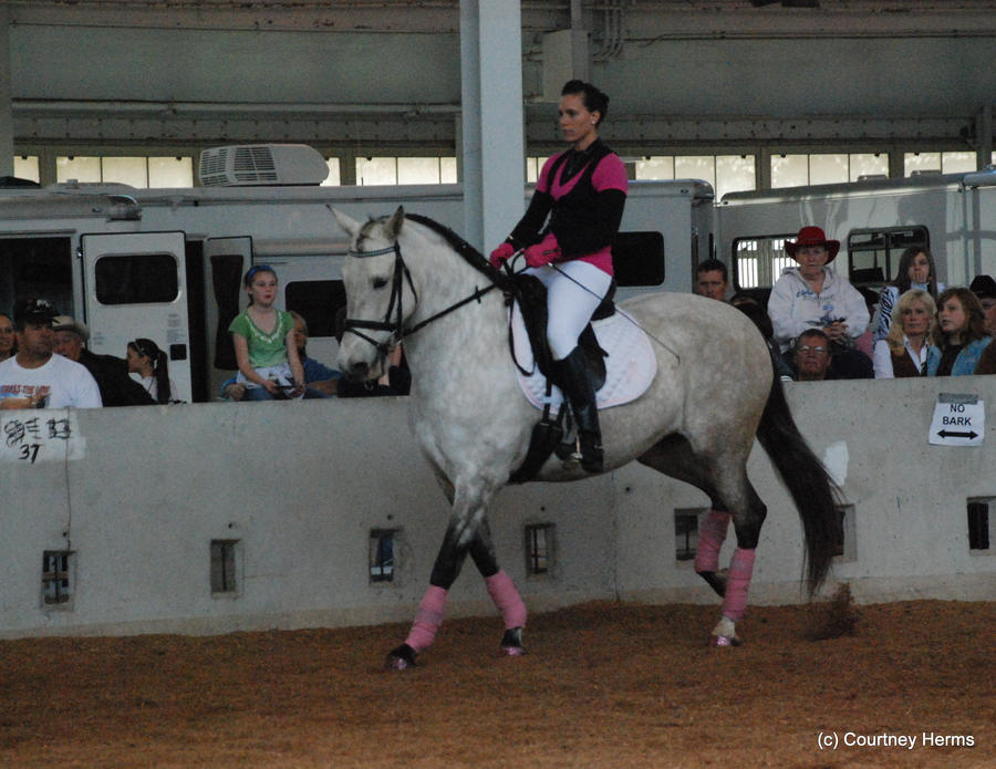 Dressage Horse Stock 1