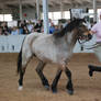 Roan Pony Stock 3