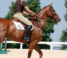 Jumper Horse 21