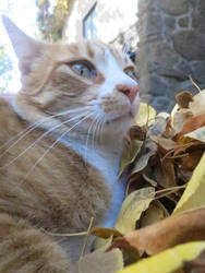 Cats and Leaves