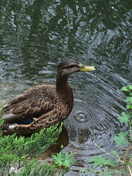 By the pond