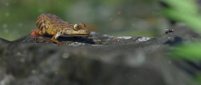 Californian Red Legged Frog