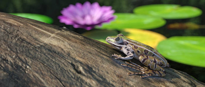 Southern Leopard Frog