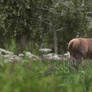 Red Deer Final