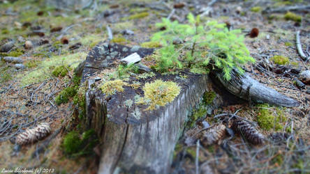 Just a stump in the woods
