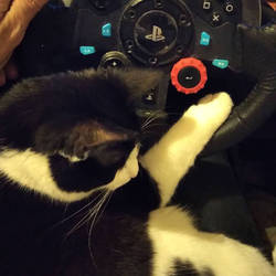 Bergen the cat driving on ets2 