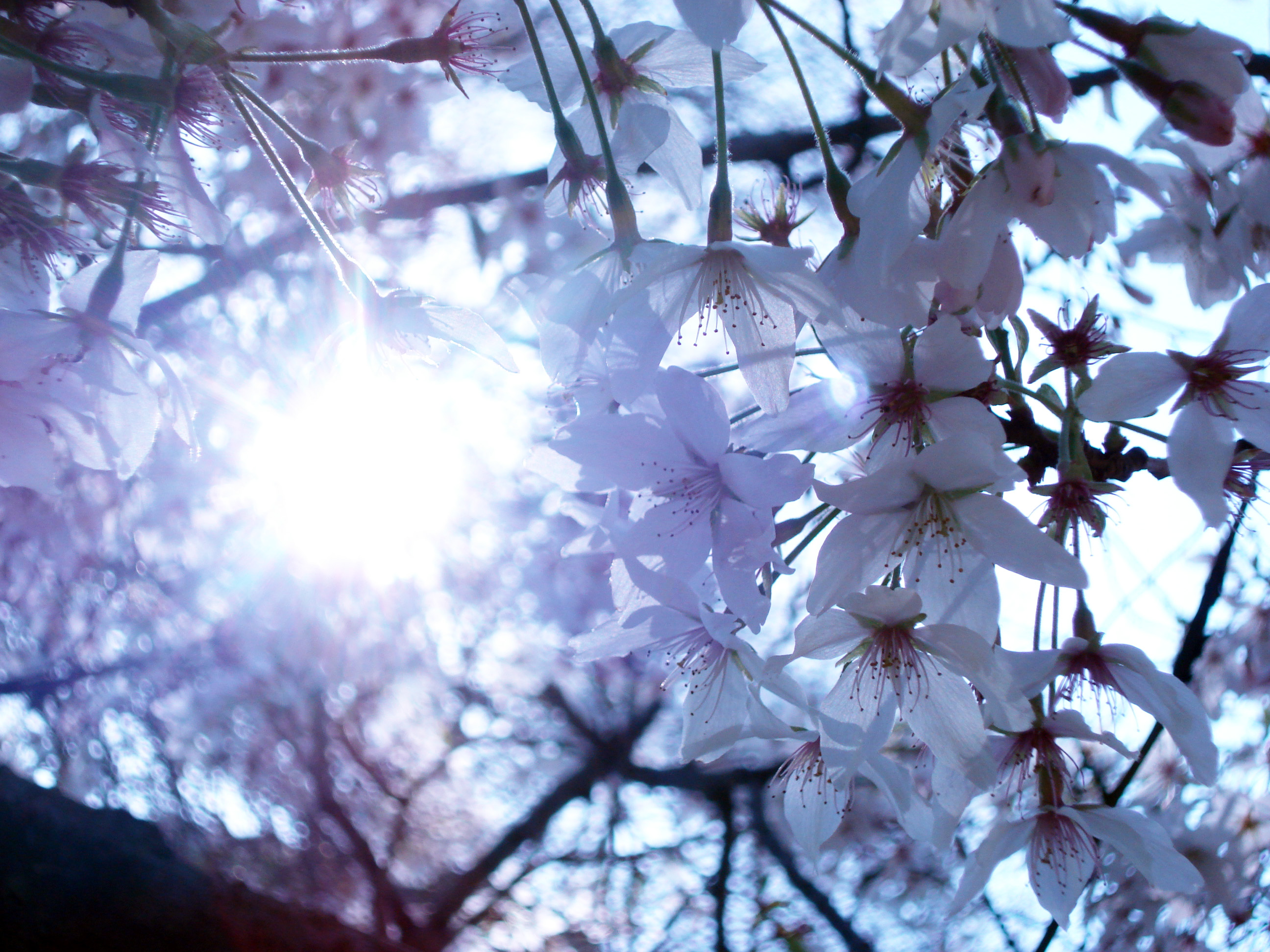 plum blossom