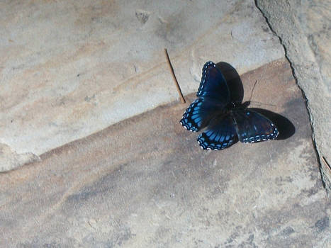 Butterfly of Brasstown
