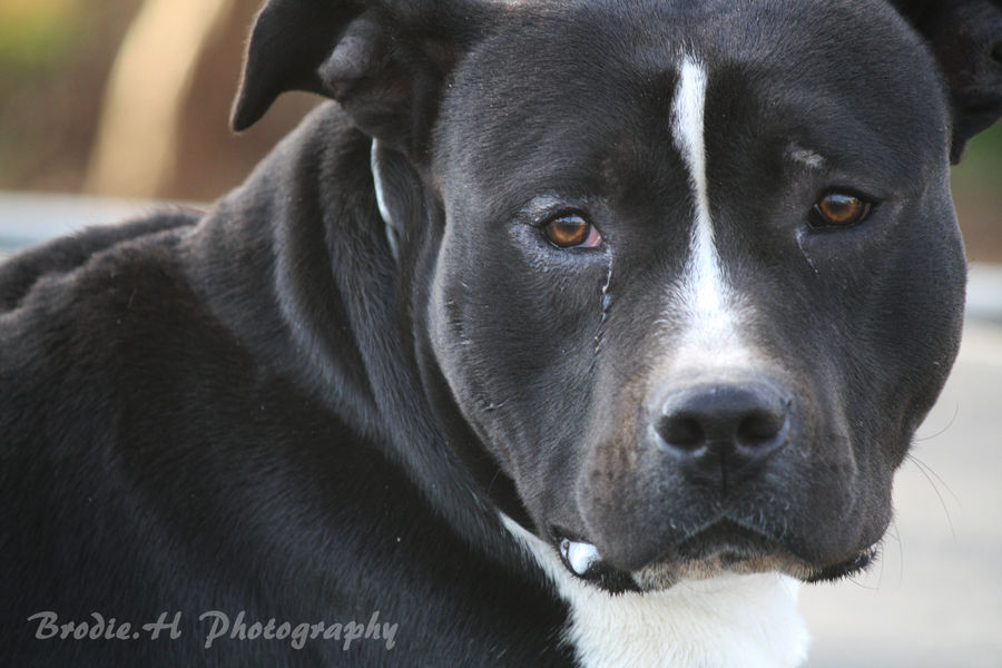 Boofer by Photogriff on DeviantArt
