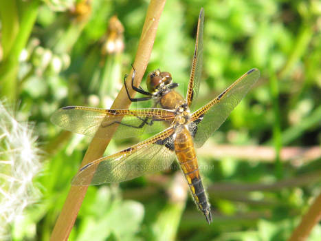 macro dragonfly