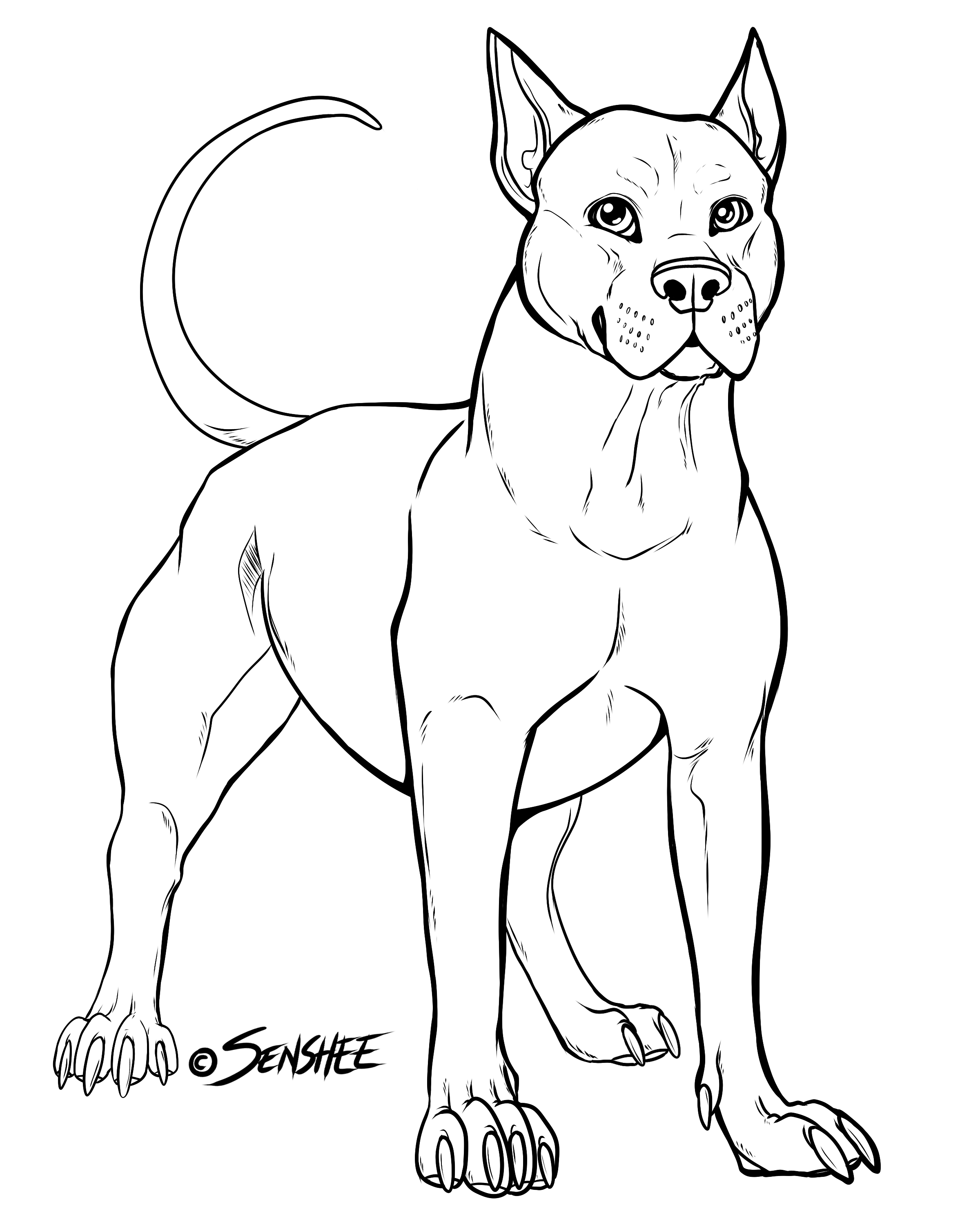 Pitbull Template By Senshee On DeviantArt